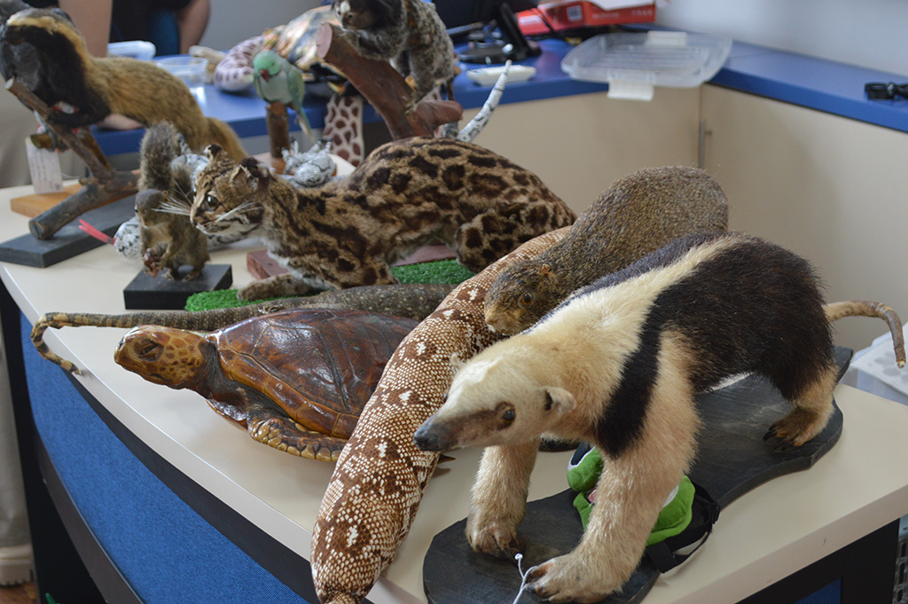 Palestra sobre os animais! - Nossa Senhora Menina Rede Passionista de Educa��o