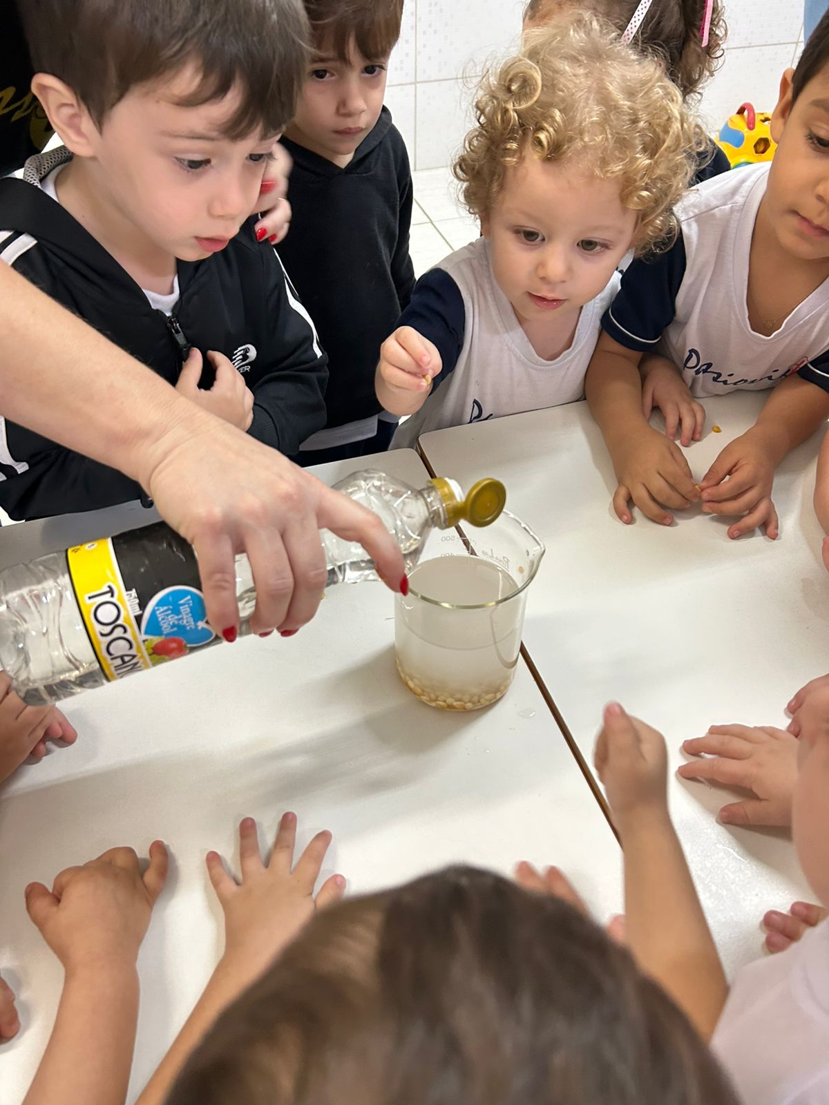 Contexto Investigativo sobre o milho - Jo�o XXIII Rede Passionista de Educa��o